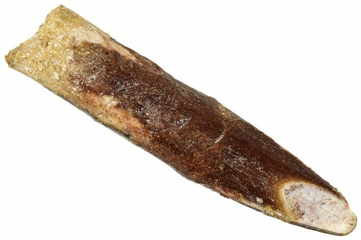 Fossil Sauropod Dinosaur (Titanosaur) Tooth - Morocco #329048